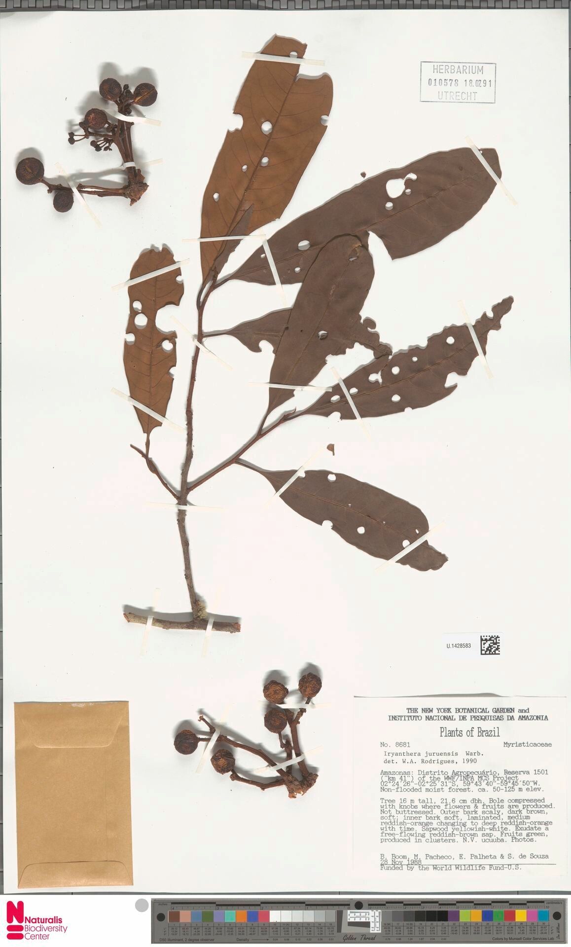 Iryanthera juruensis fruit