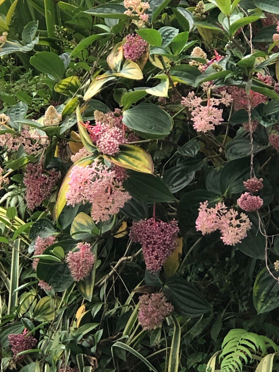 Medinilla multiflora — search result for 'Medinilla'