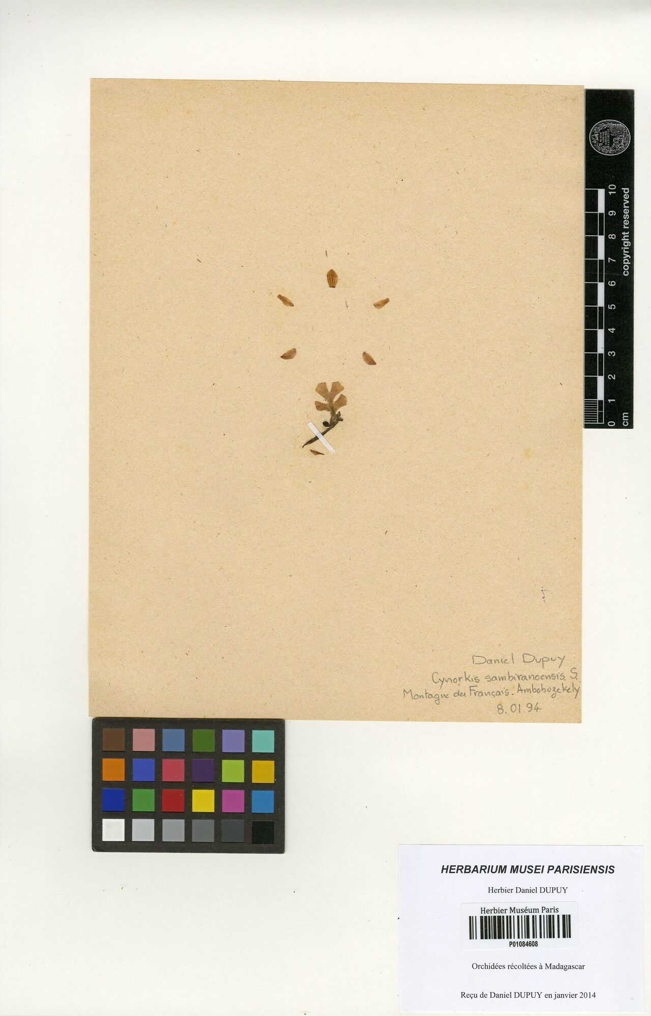 Cynorkis sambiranoensis — houseplant care guide