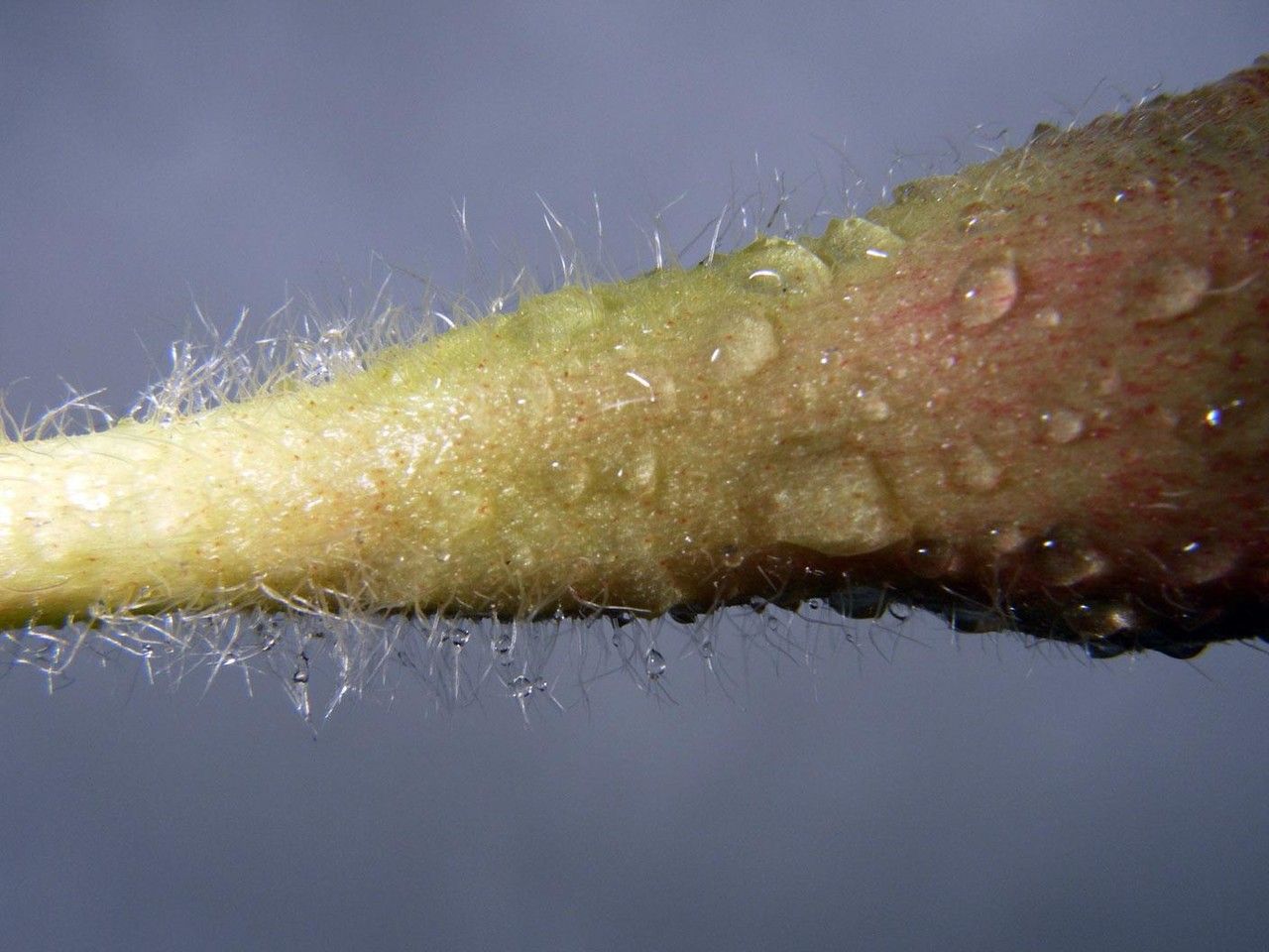 Mandevilla villosa bark