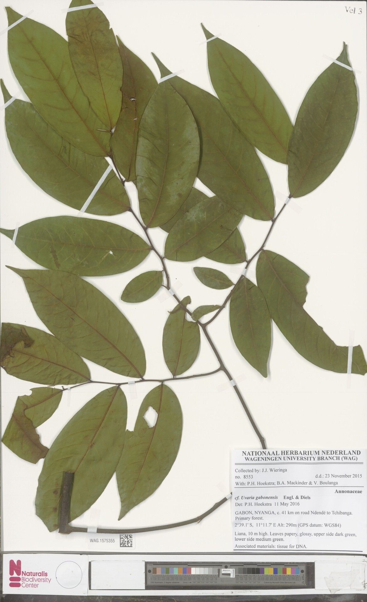 Uvaria gabonensis — houseplant care guide