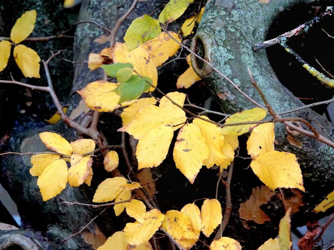 Parrotia persica — search result for 'Hamamelidaceae'