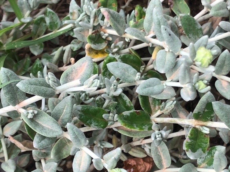 Helianthemum caput-felis leaf