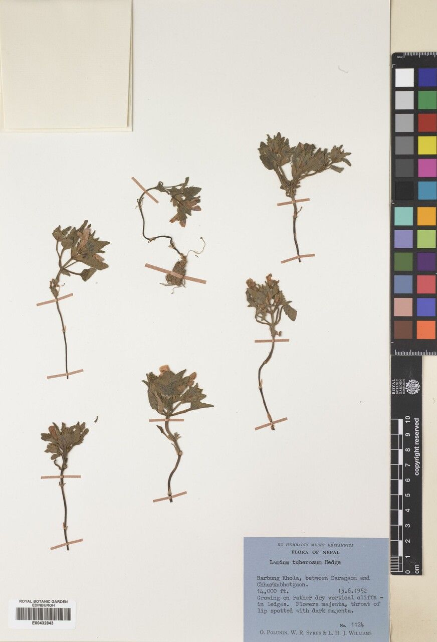 Eriophyton tuberosum — related species from the same genus