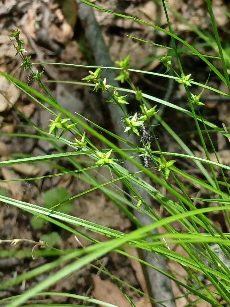 Carex radiata fruit