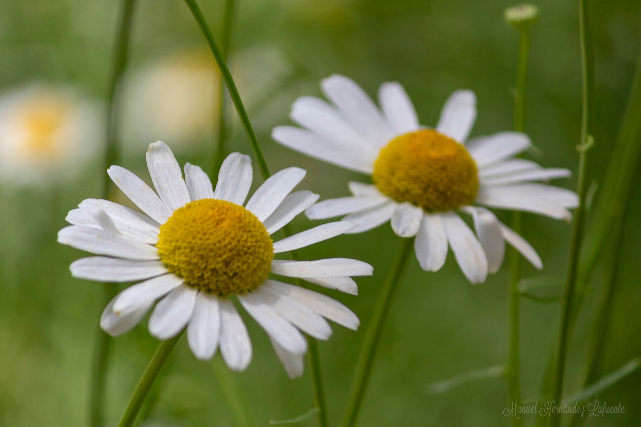 Leucanthemum gracilicaule flower