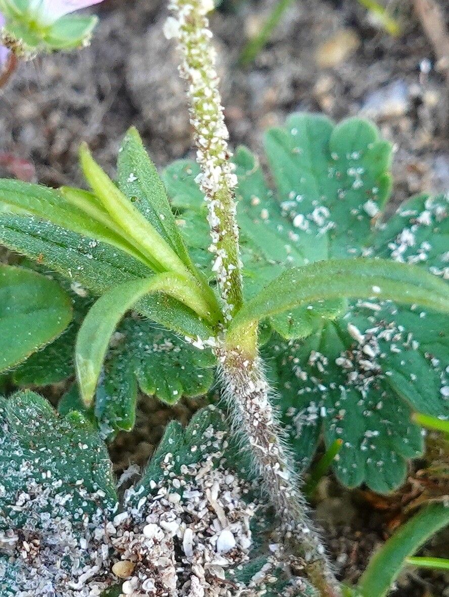 Cerastium alpinum bark