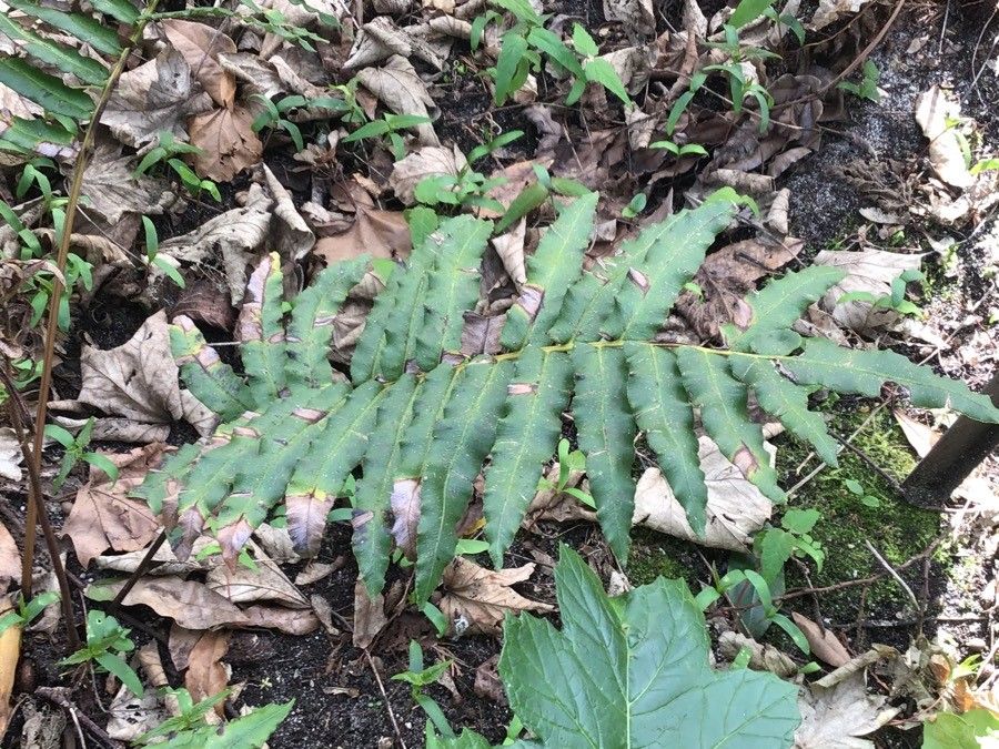 Blechnum cordatum leaf