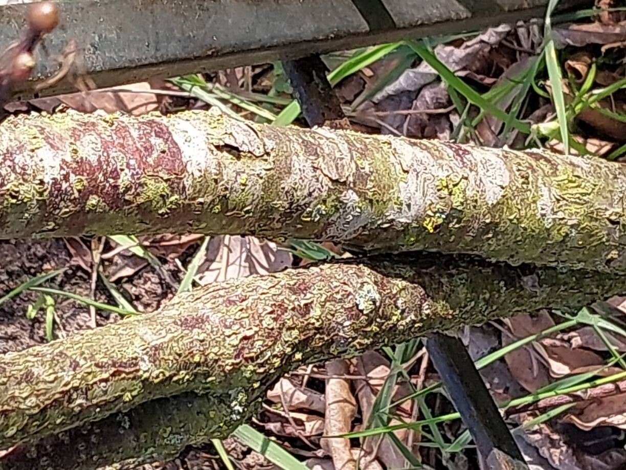Actinidia tetramera bark