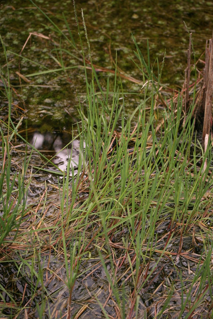 Parapholis strigosa — related species from the same genus