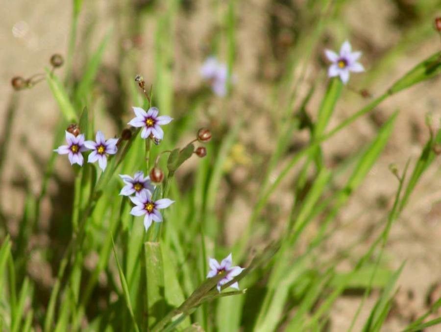 Sisyrinchium mucronatum flower