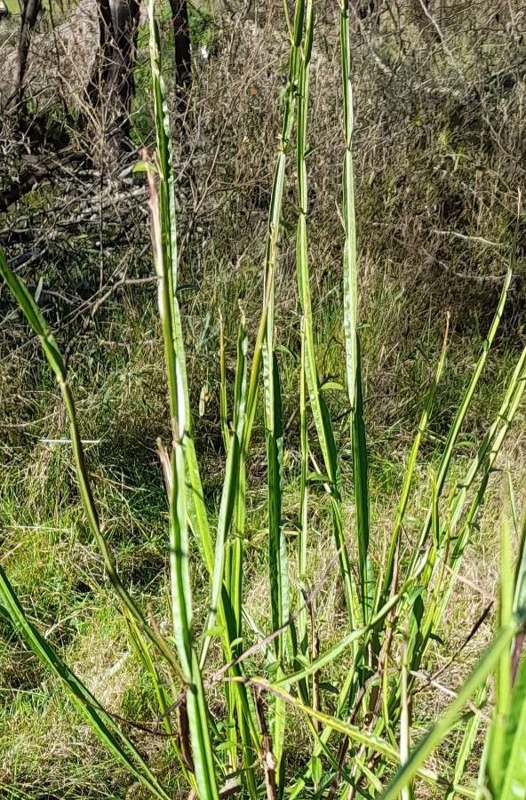 Baccharis phyteumoides other