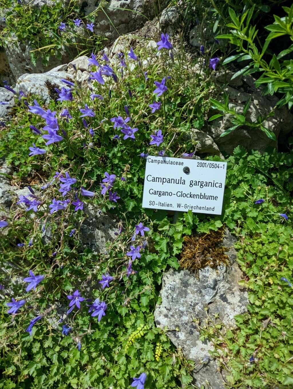 Campanula garganica habit