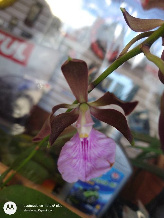 Encyclia randii fruit