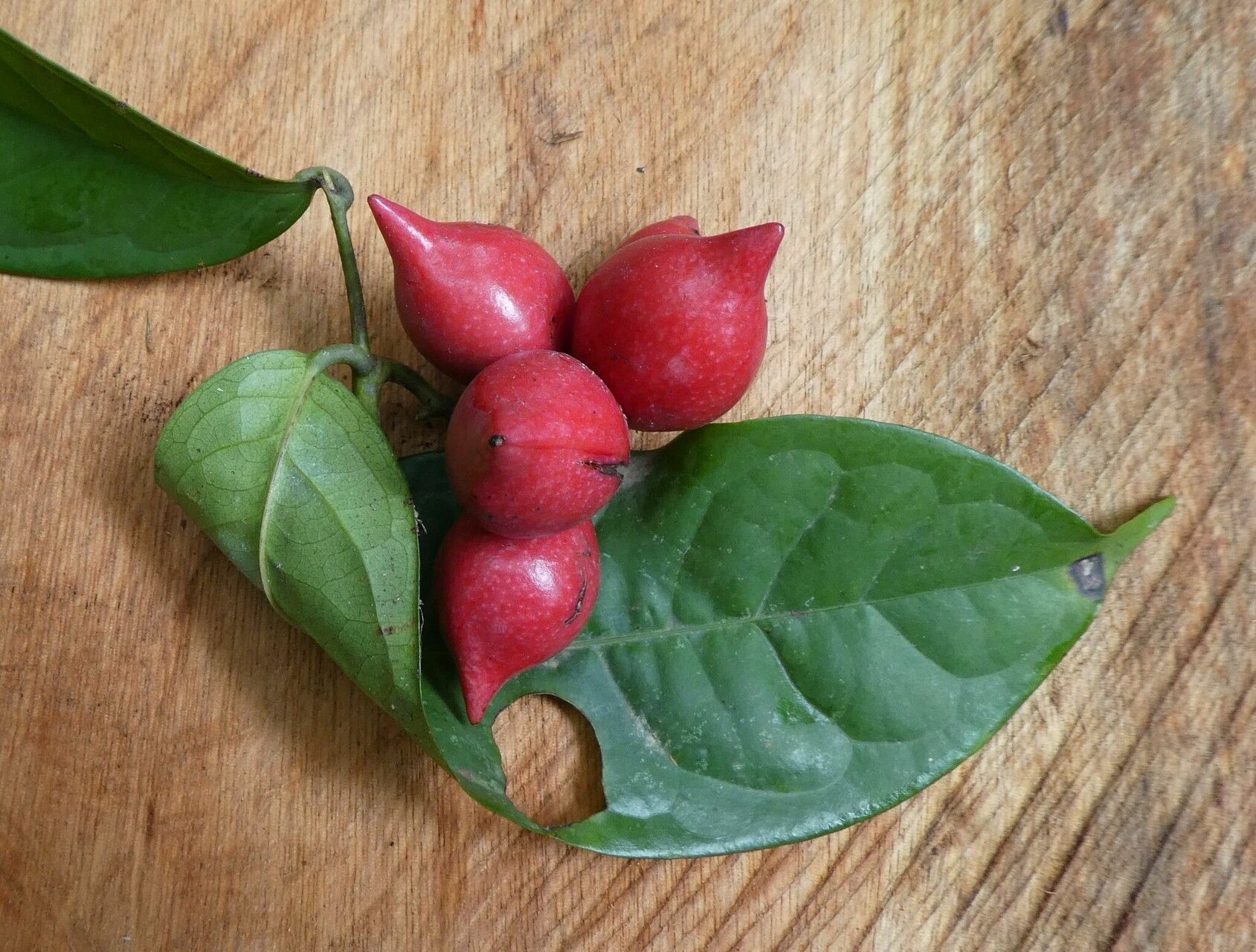 Artabotrys oliganthus — houseplant care guide