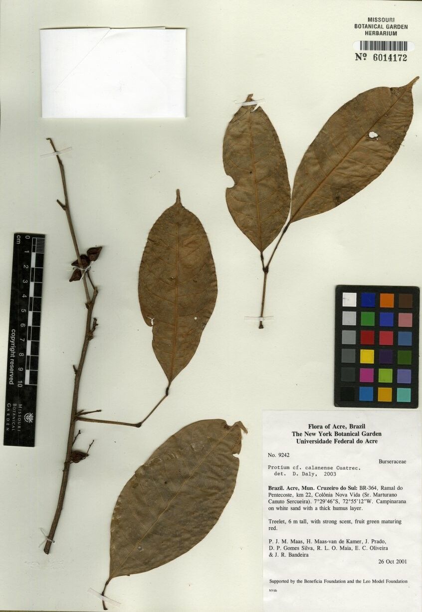 Protium calanense — houseplant care guide