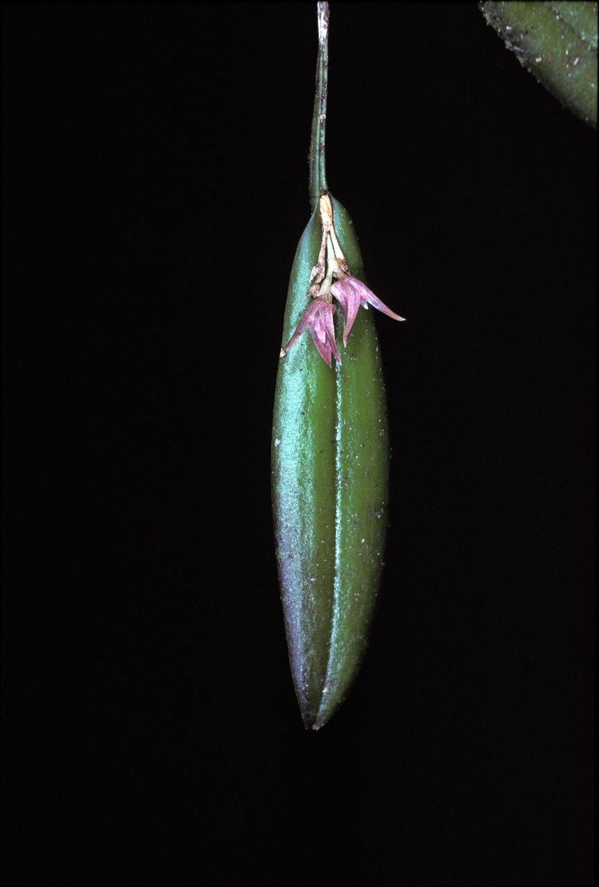 Acianthera barthelemyi — related species from the same genus