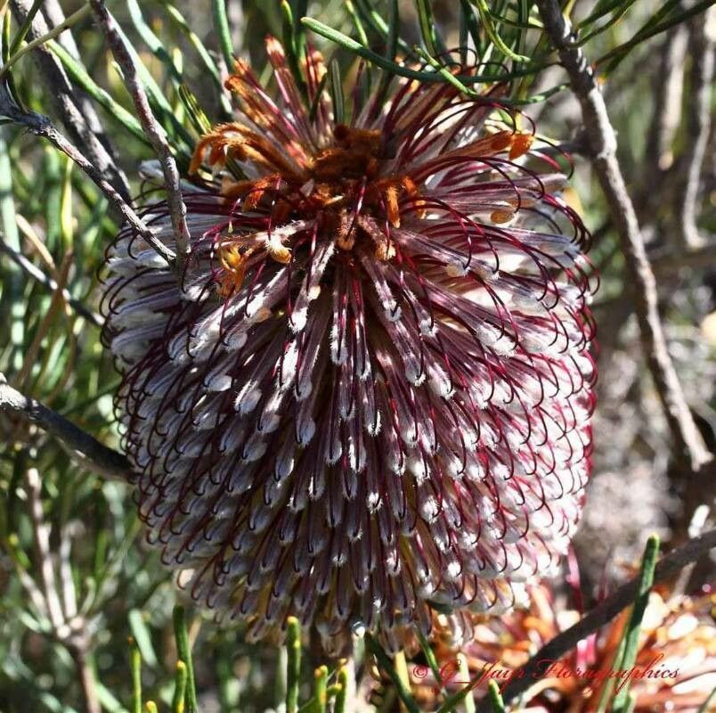 Banksia grossa — search result for 'Banksia'