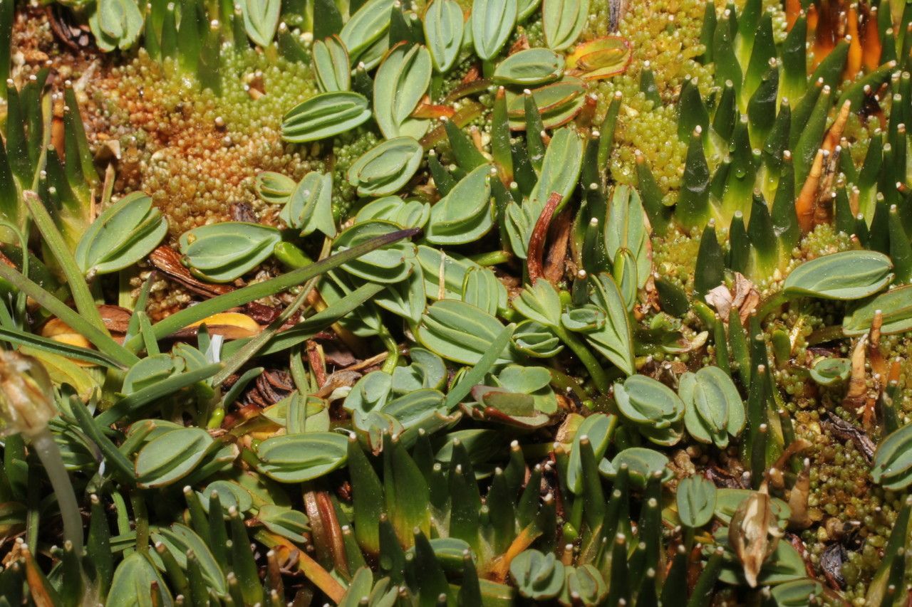 Alchemilla diplophylla other