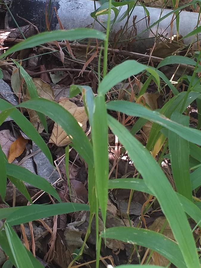 Urochloa deflexa — search result for 'Brachiaria'