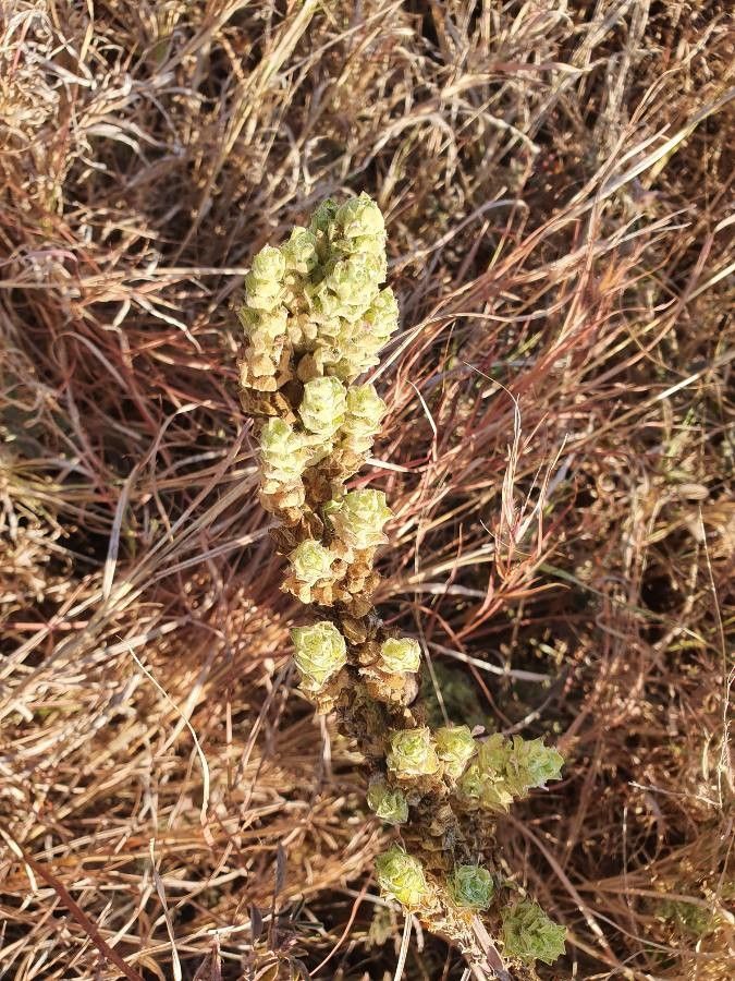Justicia bracteata fruit
