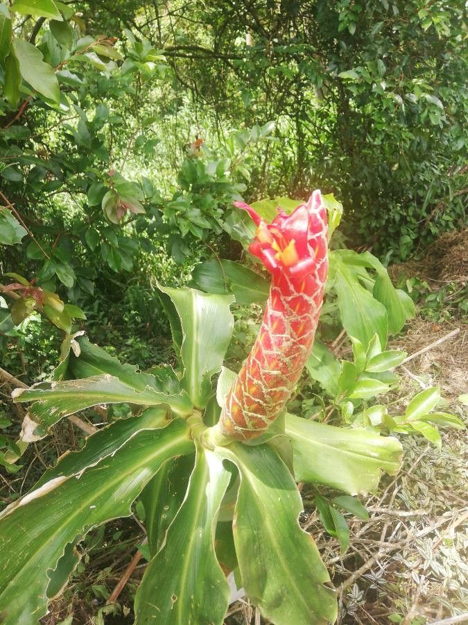 Costus nitidus flower