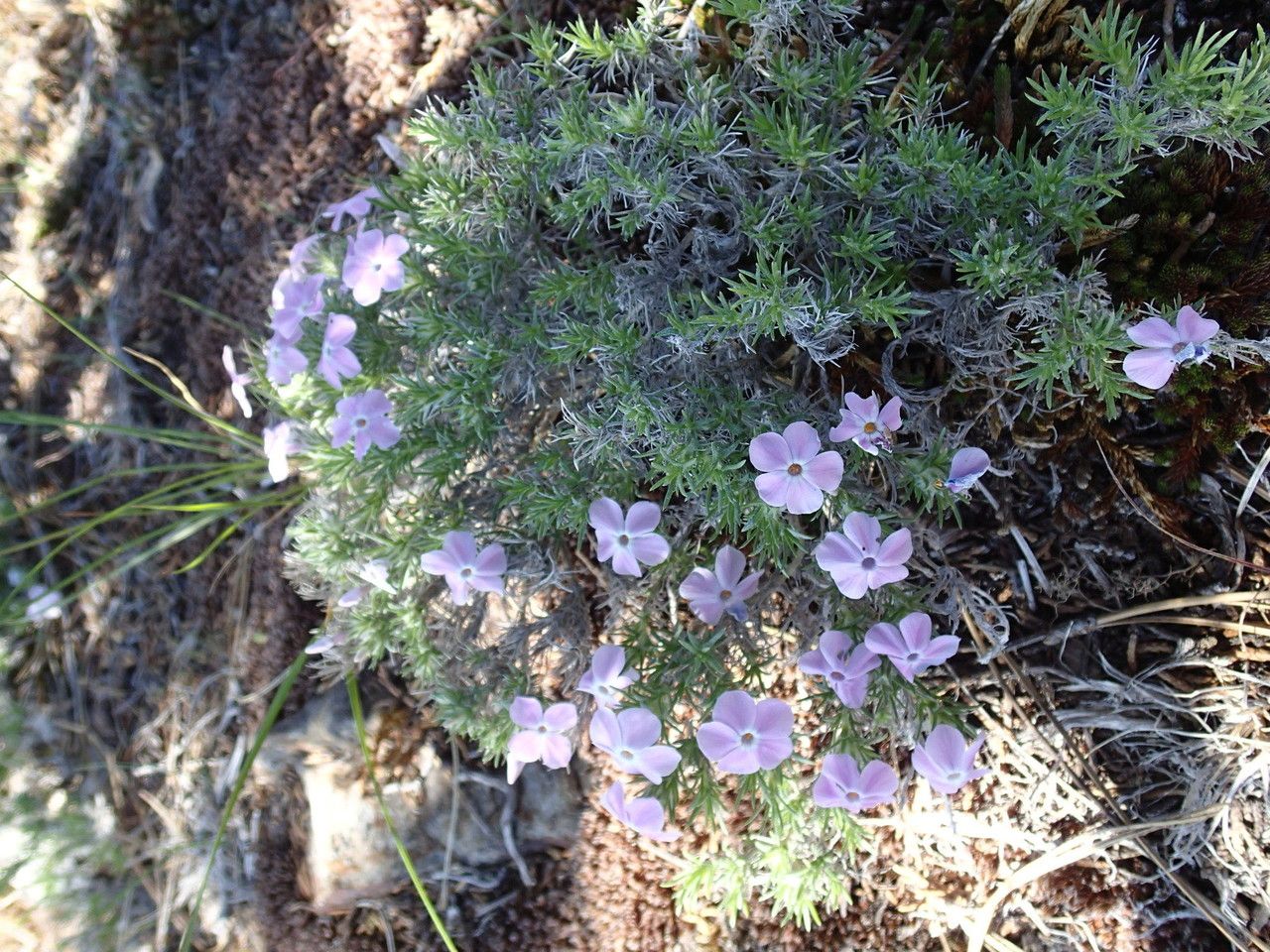 Phlox diffusa habit
