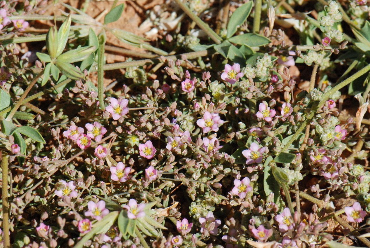 Polycarpaea robbairea other