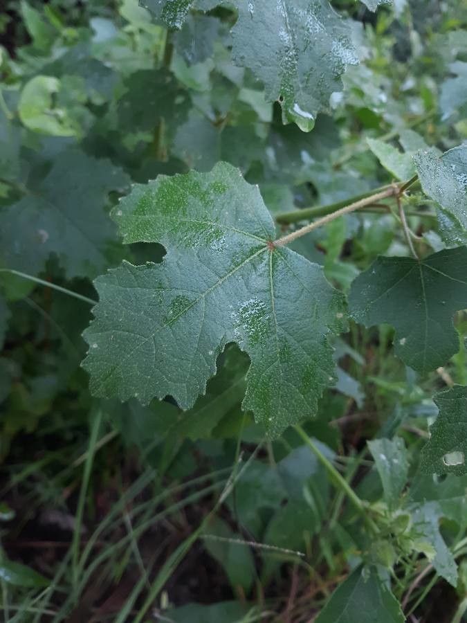 Hibiscus aculeatus leaf