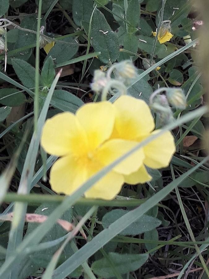 Helianthemum nummularium flower