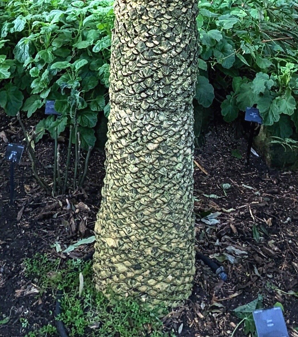 Dioon pectinatum bark