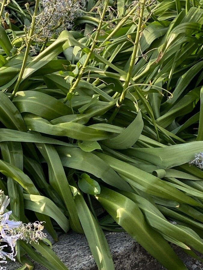 Camassia cusickii — related species from the same genus