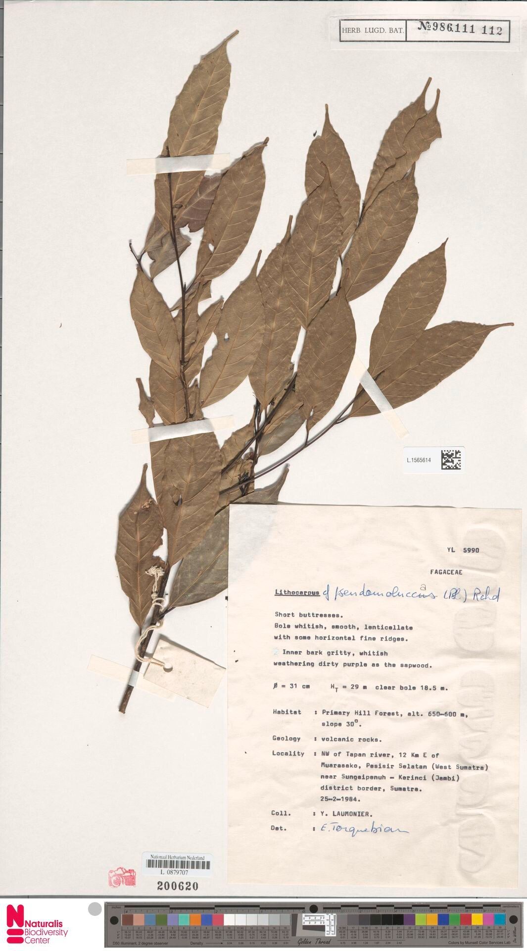 Lithocarpus pseudomoluccus — houseplant care guide