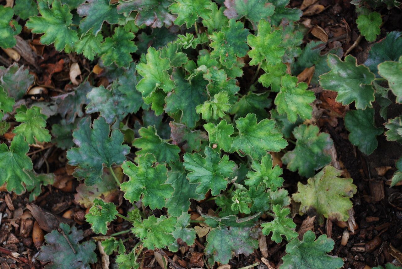 Heuchera maxima leaf