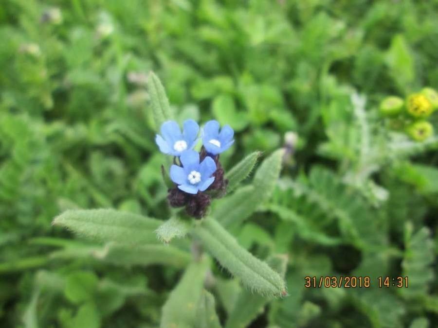Anchusa thessala flower
