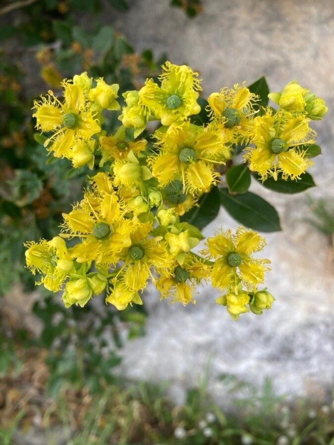 Ruta chalepensis flower
