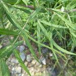 Artemisia verlotiorum