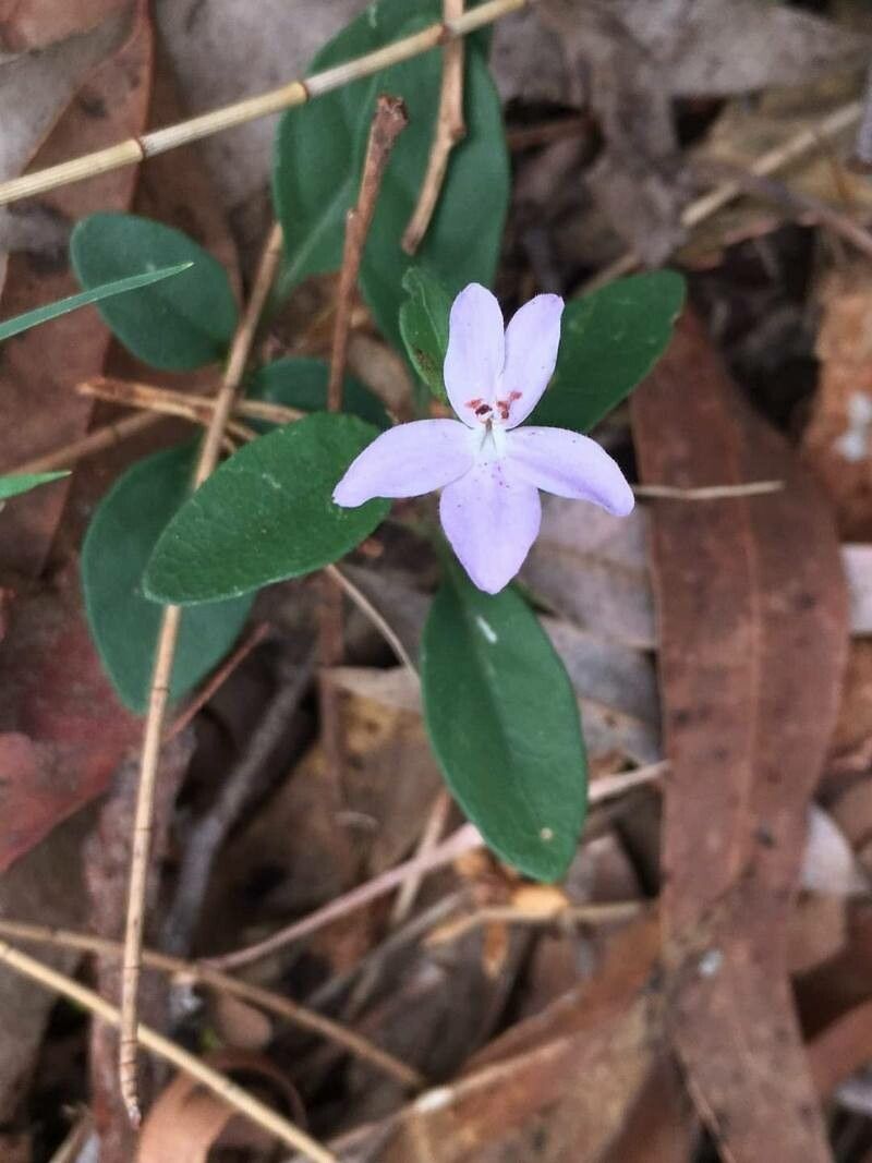 Pseuderanthemum variabile flower