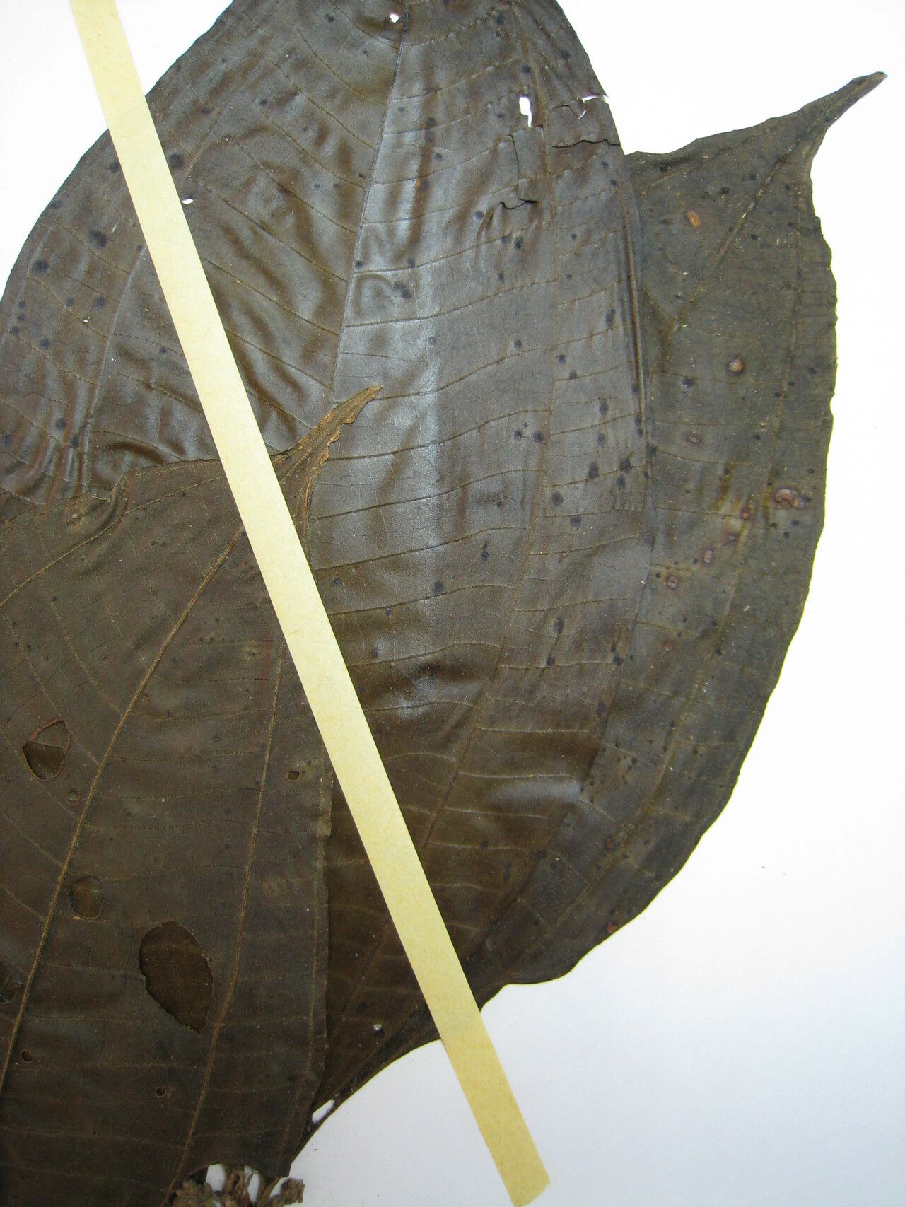 Miconia affinis other