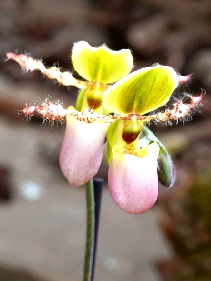 Paphiopedilum glaucophyllum — search result for 'Paphiopedilum'