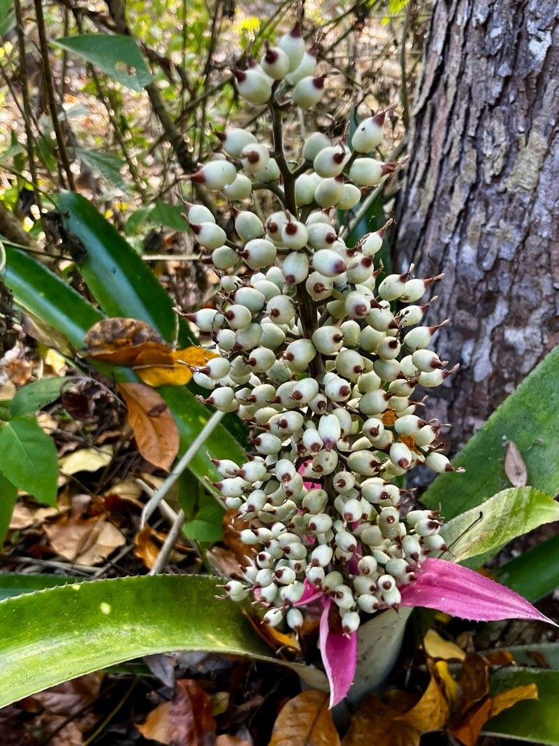 Aechmea castelnavii fruit