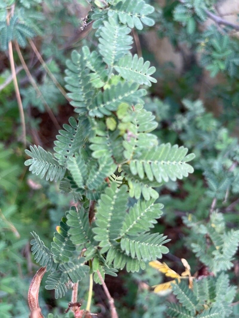 Calliandra californica — related species from the same genus