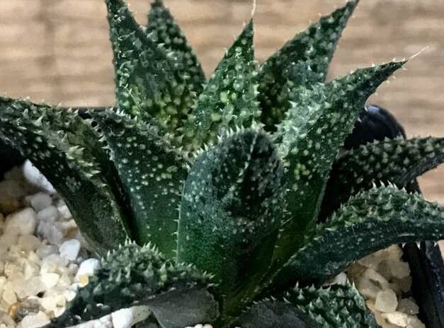 Haworthia pulchella habit