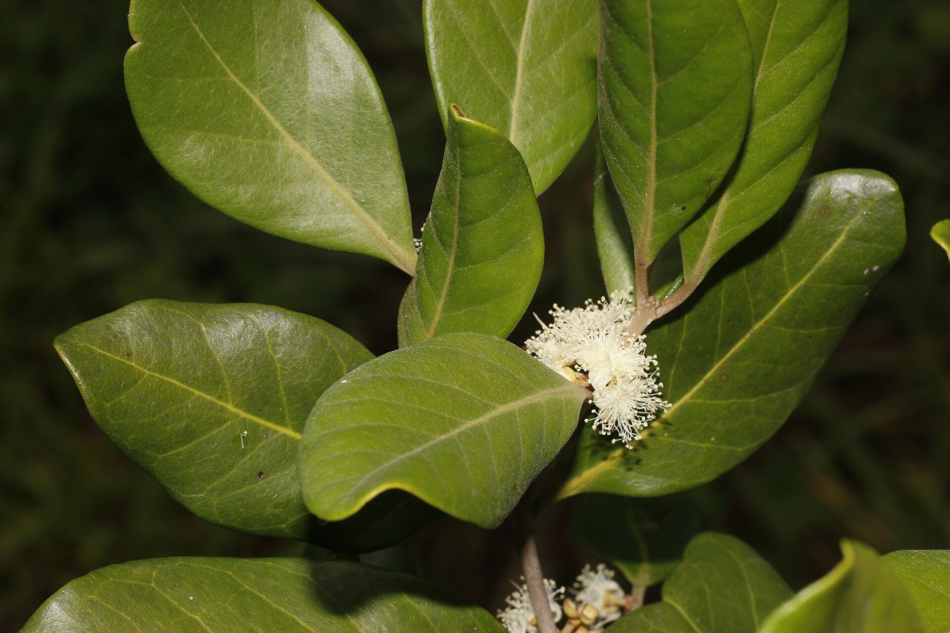 Eugenia hypargyrea flower
