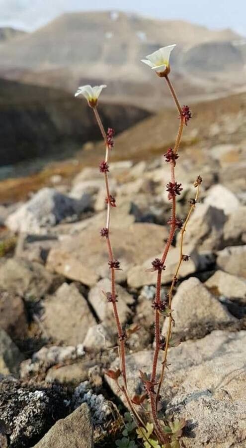 Saxifraga cernua habit