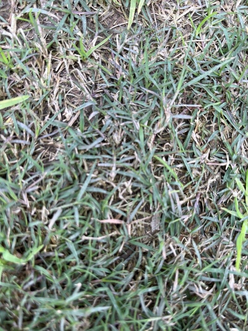 Digitaria didactyla — houseplant care guide