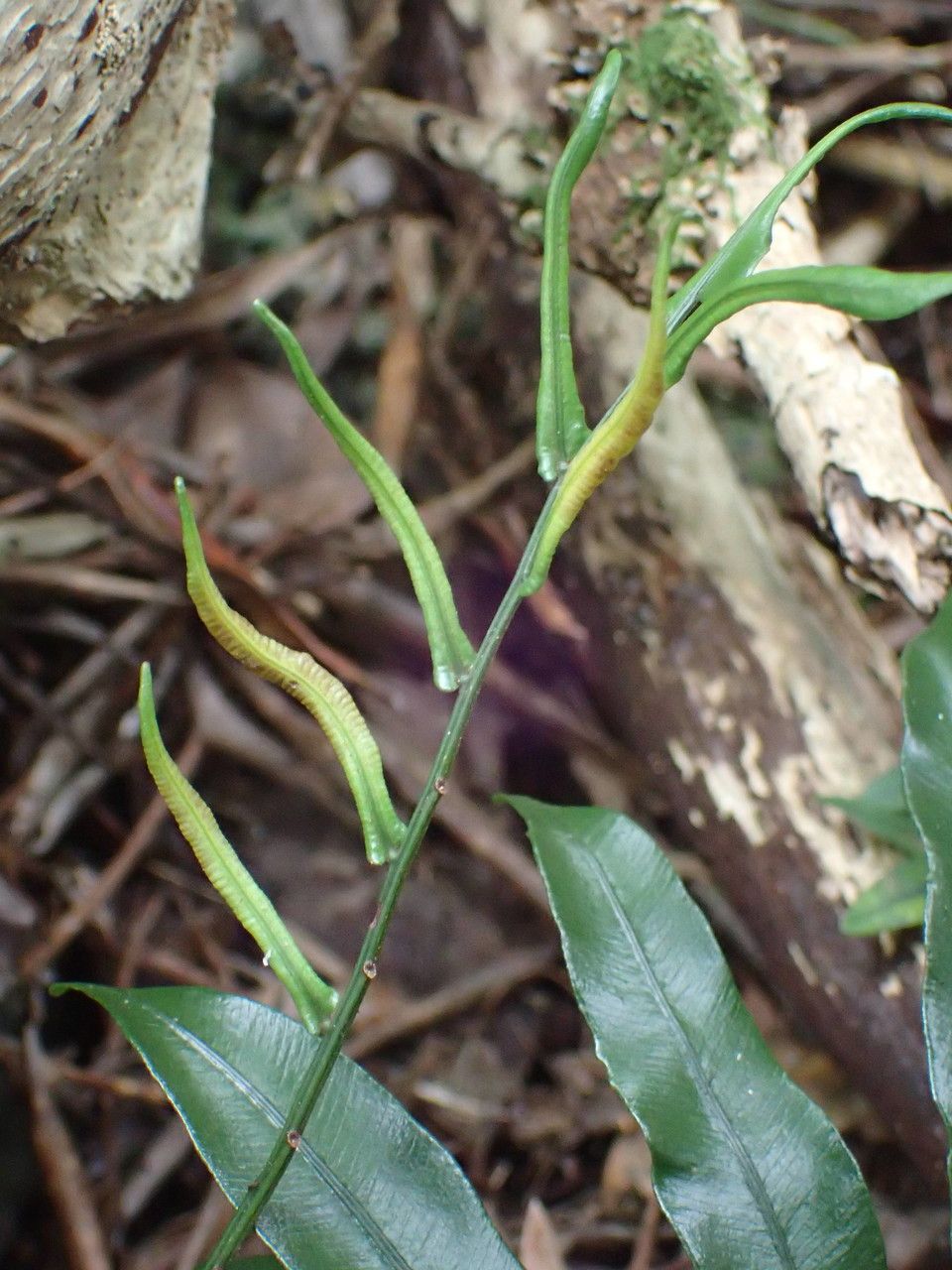 Lomariopsis pollicina fruit