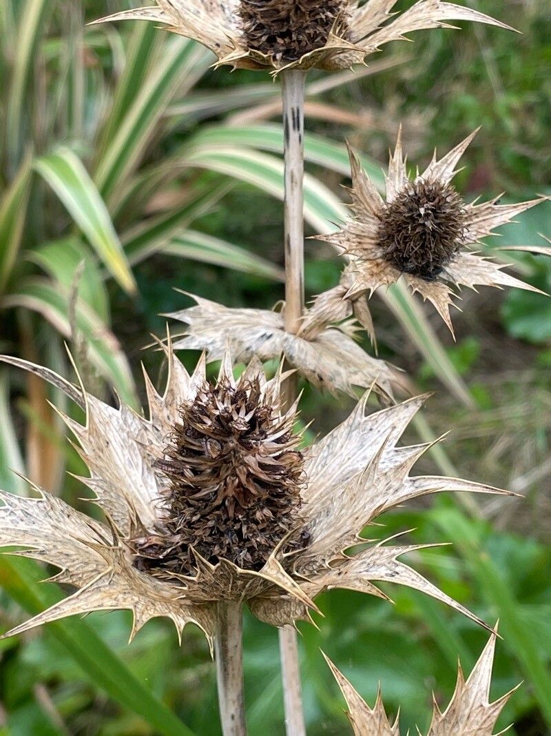 Eryngium giganteum fruit