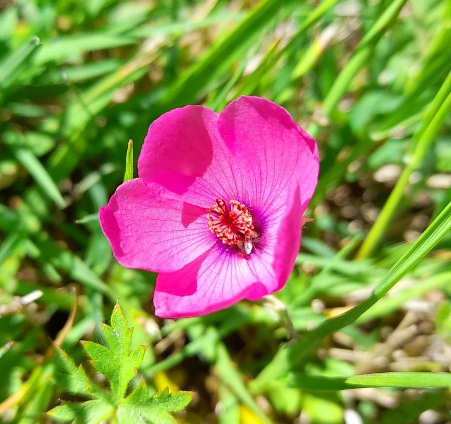 Modiolastrum gilliesii flower
