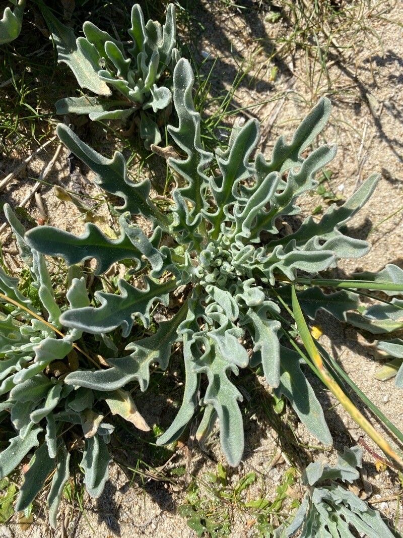 Matthiola sinuata leaf